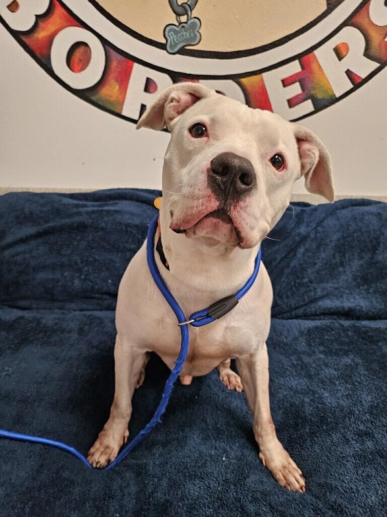 Rodney, a Adoptable mixed breed in Van Nuys, CA image 2/6