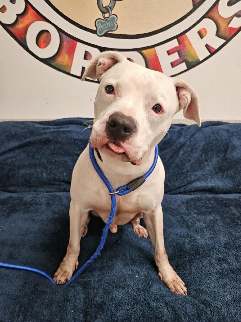 Rodney, a Adoptable mixed breed in Van Nuys, CA image 3/6