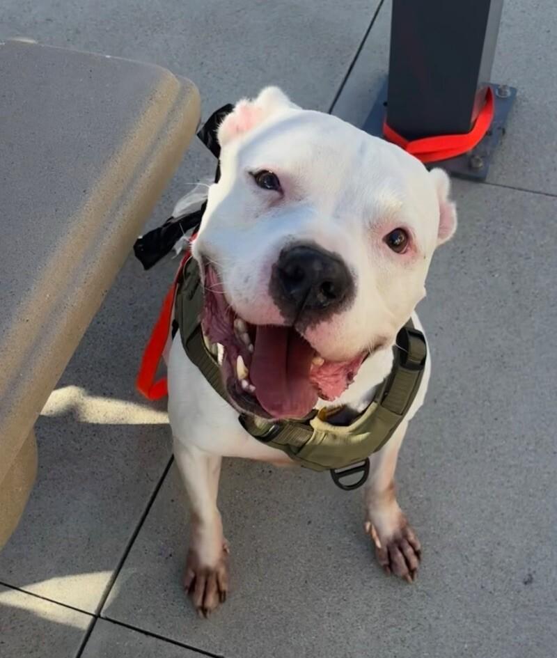 Rodney, a Adoptable mixed breed in Van Nuys, CA image 4/6