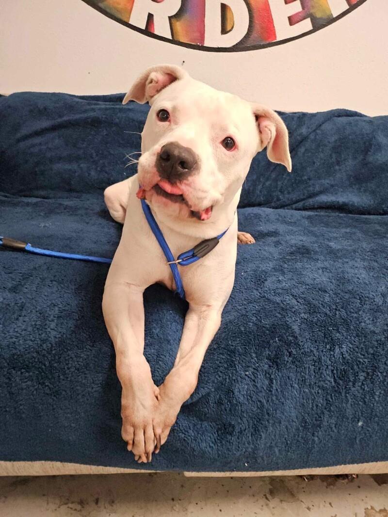 Rodney, a Adoptable mixed breed in Van Nuys, CA image 5/6