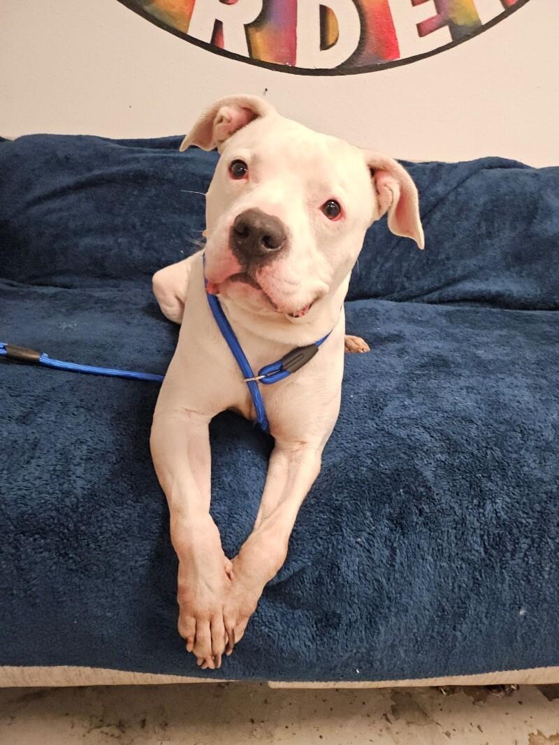 Rodney, a Adoptable mixed breed in Van Nuys, CA image 6/6