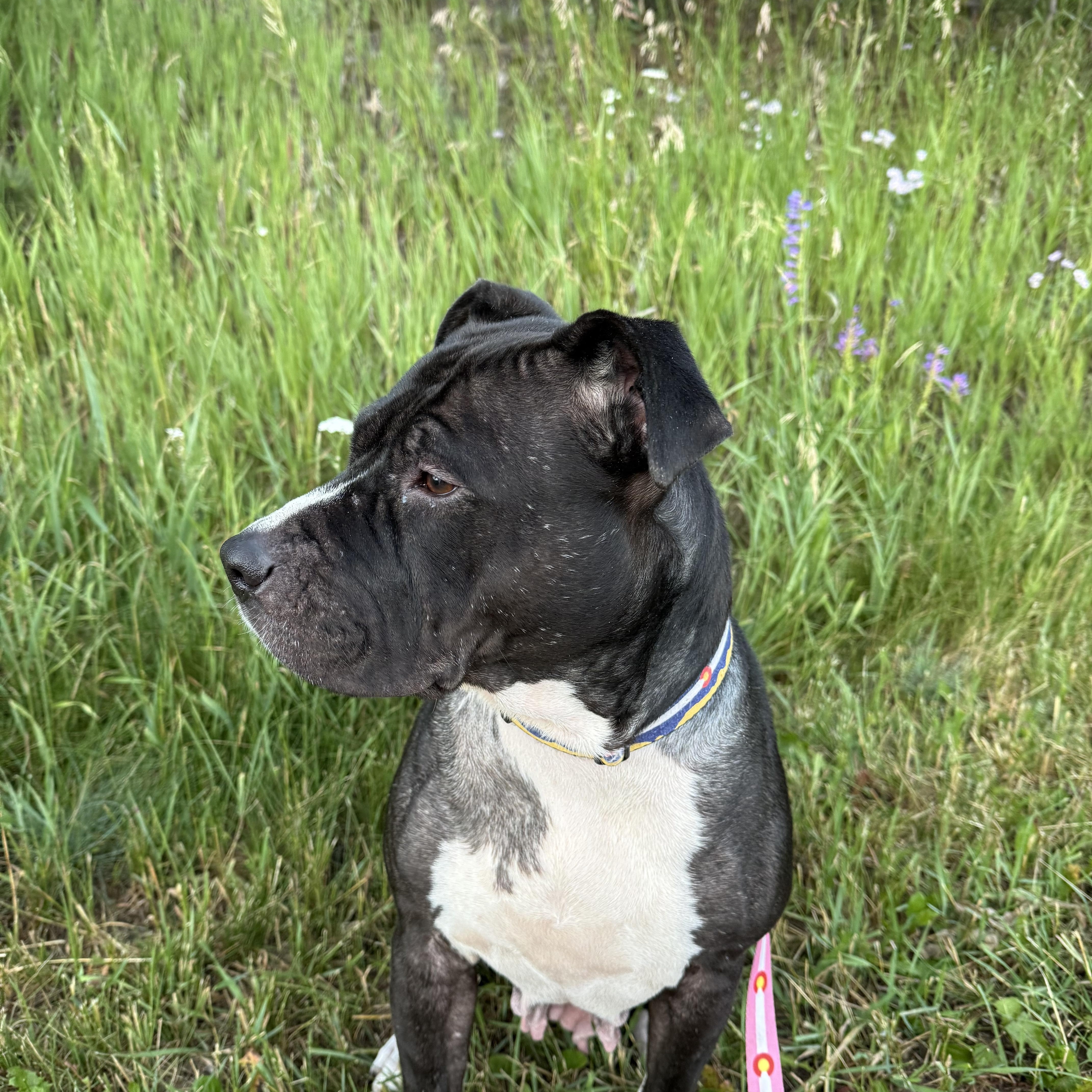 Penelope