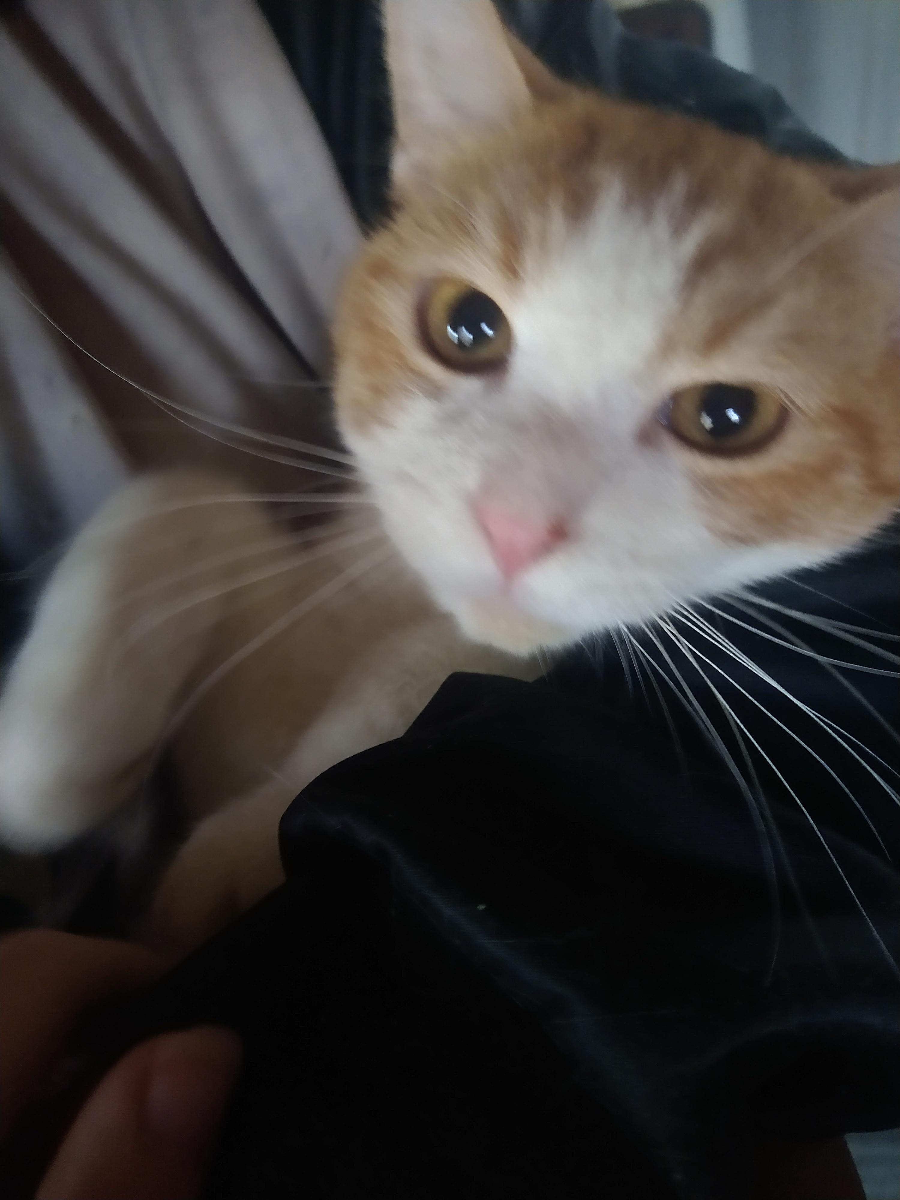 Gavin, a Adoptable Tabby in Fair Oaks, IN image 2/5