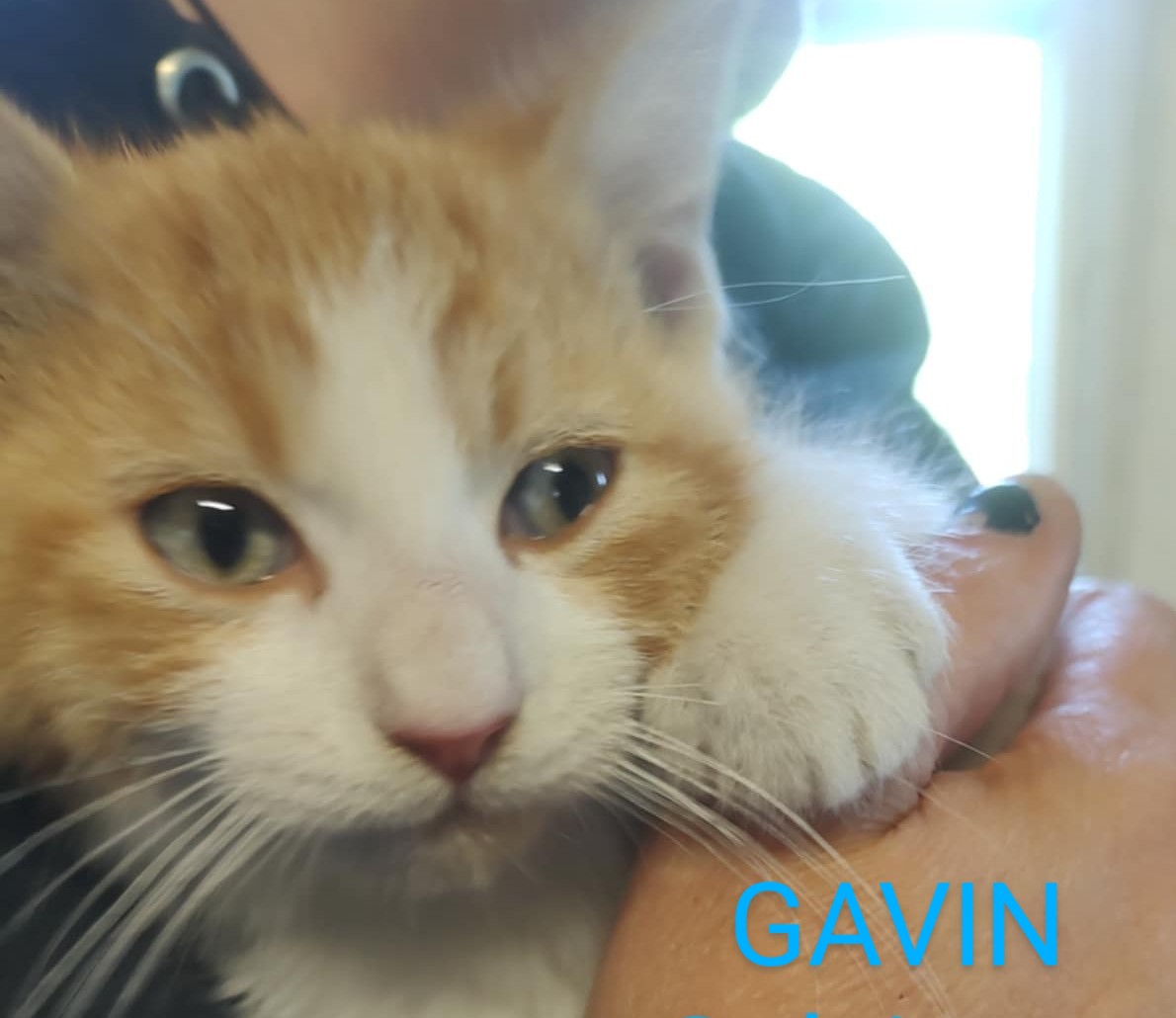 Gavin, a Adoptable Tabby in Fair Oaks, IN image 5/5