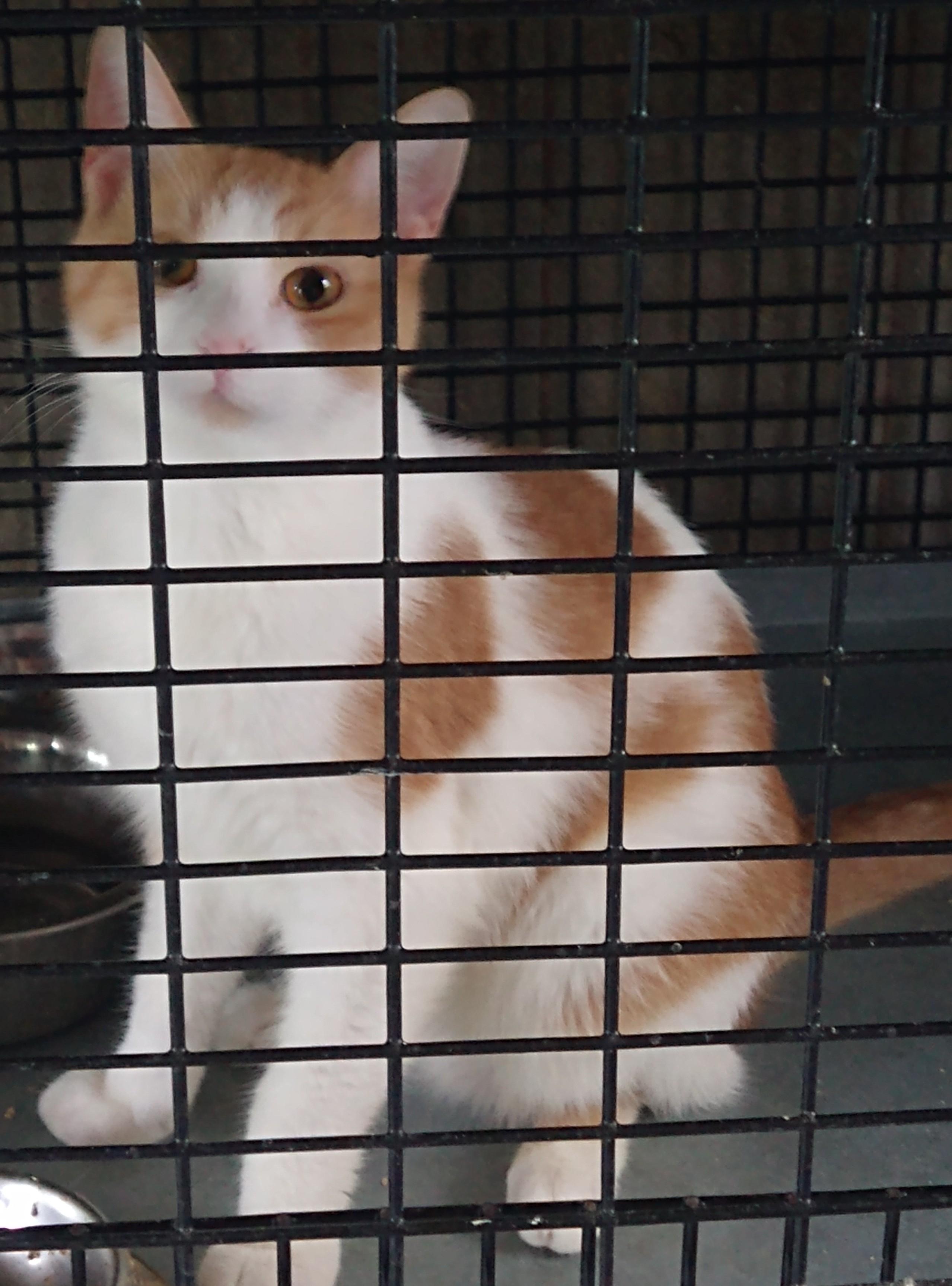 Gavin, a Adoptable Tabby in Fair Oaks, IN image 1/5