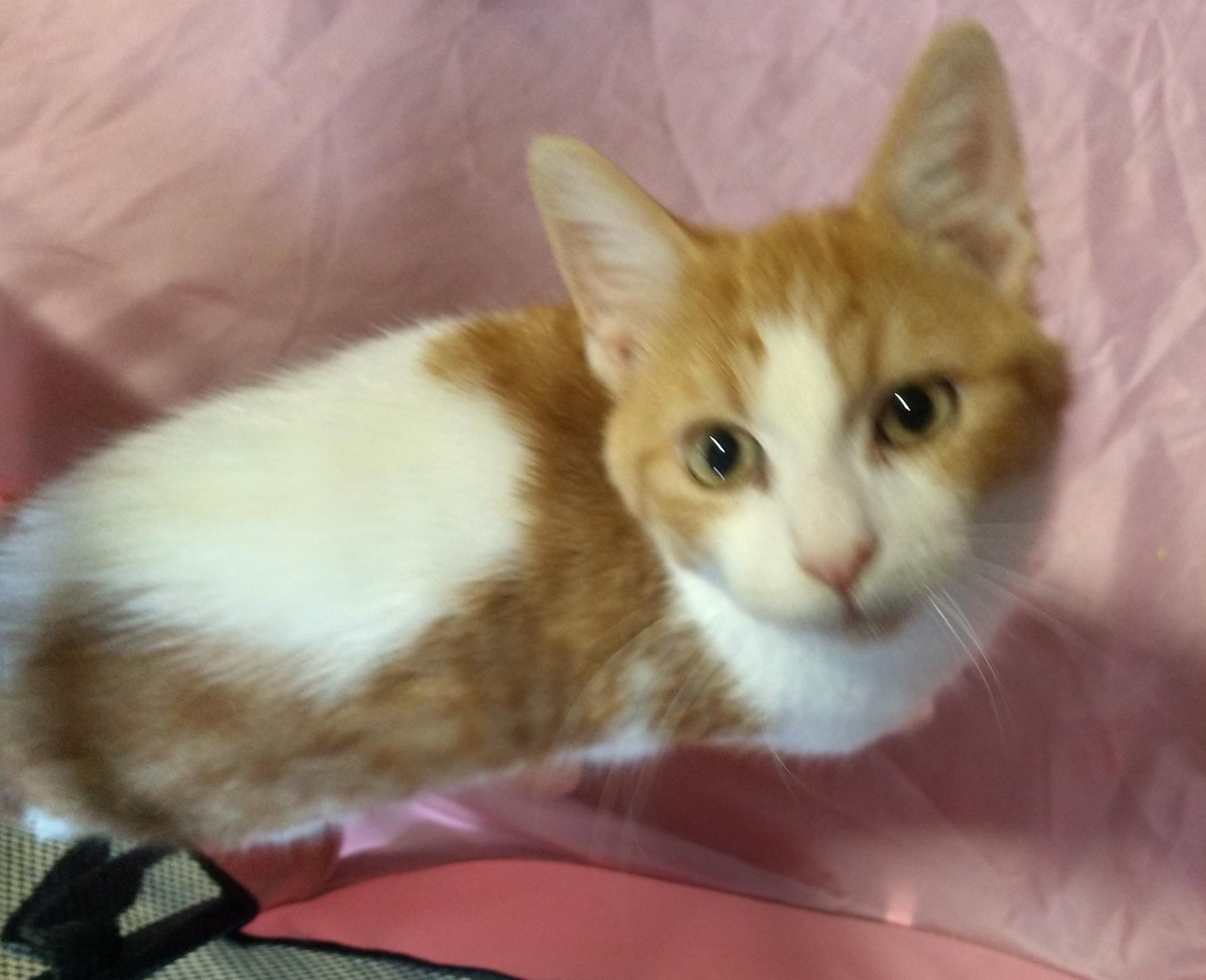 Gavin, a Adoptable Tabby in Fair Oaks, IN image 3/5