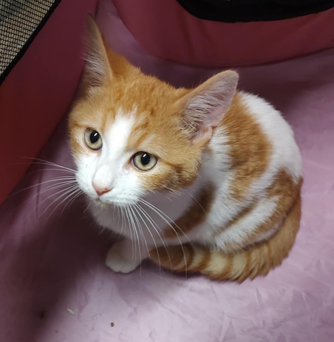 Gavin, a Adoptable Tabby in Fair Oaks, IN image 4/5