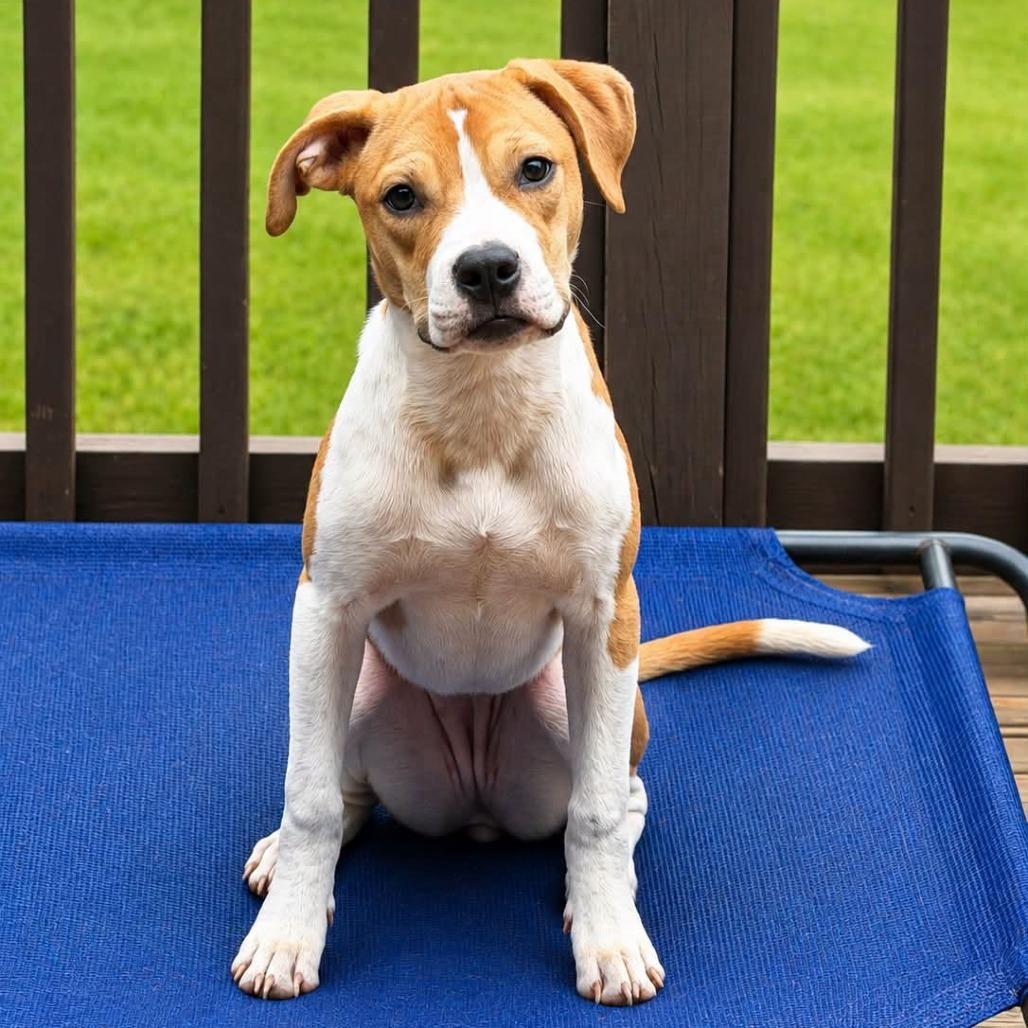 Poppy, a Adoptable Boxer in Enterprise, AL image 2/2