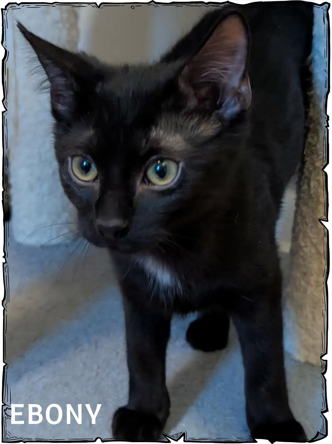Ebony, adopted, Young Male Domestic Short Hair.