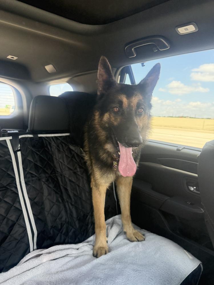 Clue, Adoptable, Adult Male German Shepherd Dog.