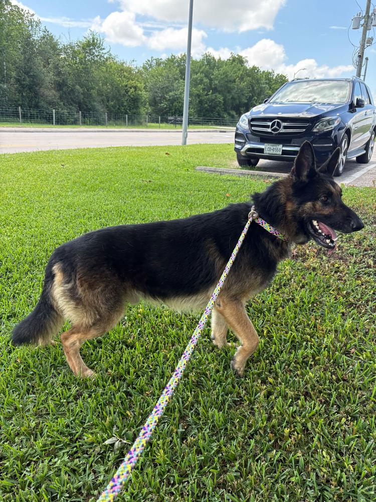 Clue, a Adoptable German Shepherd Dog in Houston, TX image 2/6