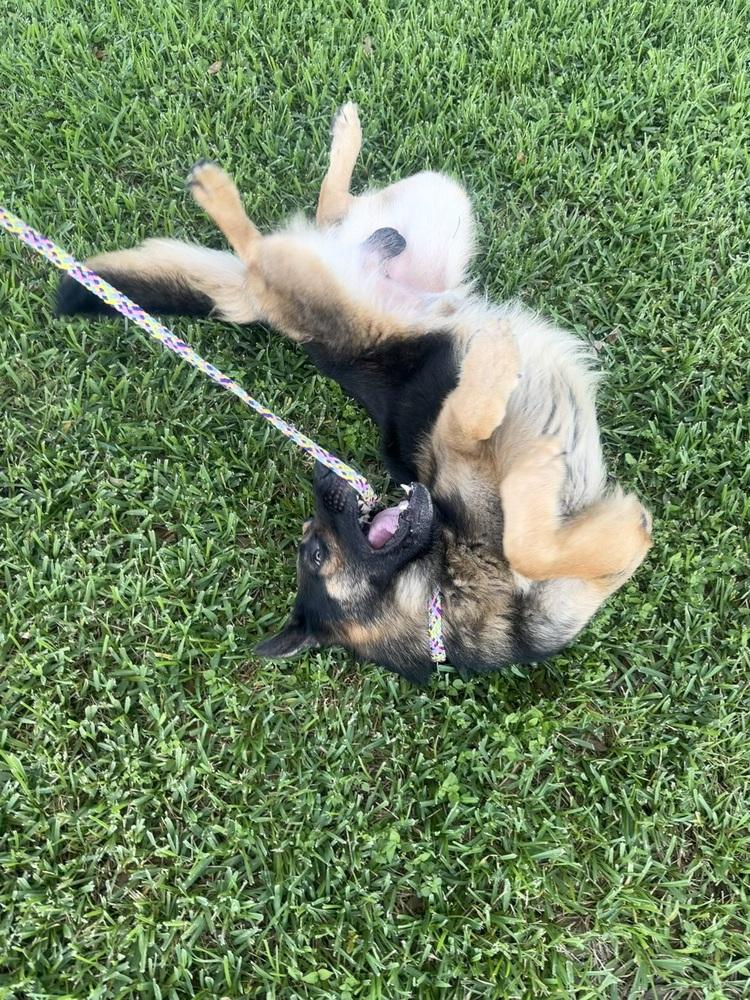 Clue, a Adoptable German Shepherd Dog in Houston, TX image 3/6