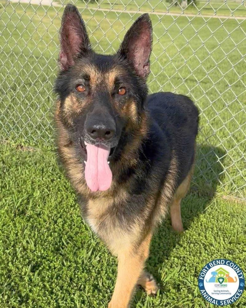 Clue, a Adoptable German Shepherd Dog in Houston, TX image 4/6
