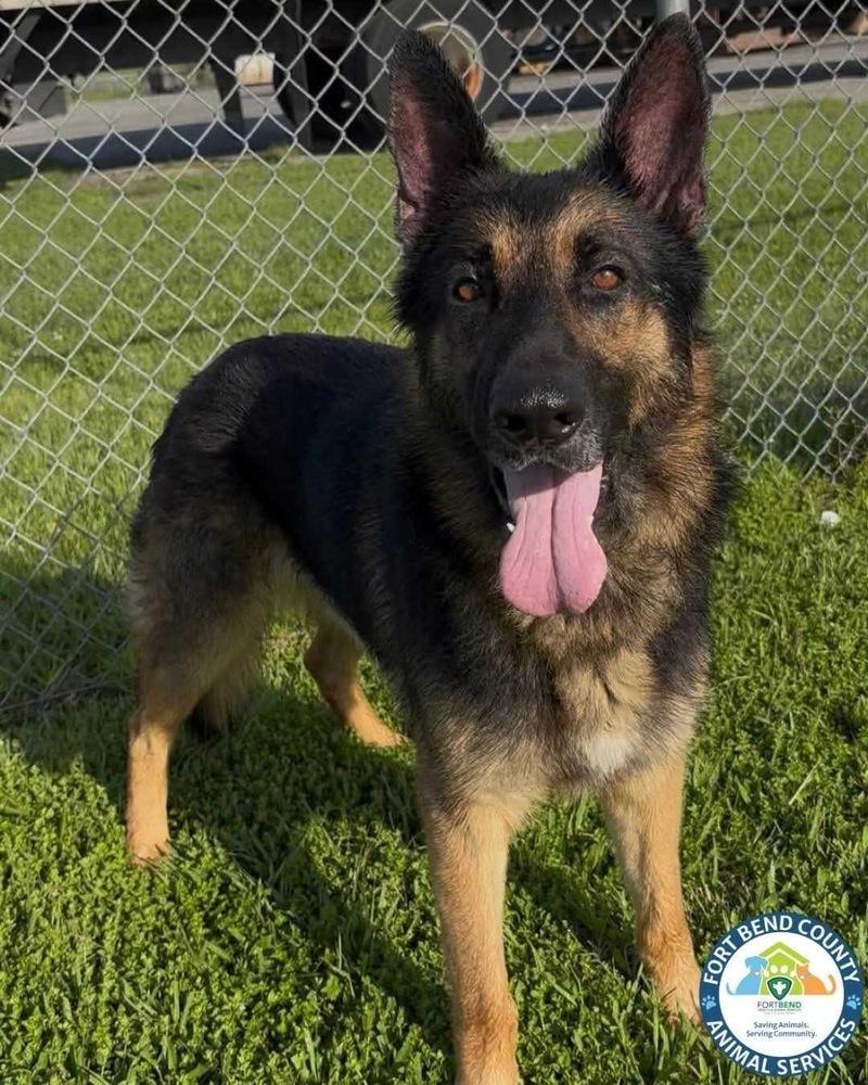 Clue, a Adoptable German Shepherd Dog in Houston, TX image 5/6