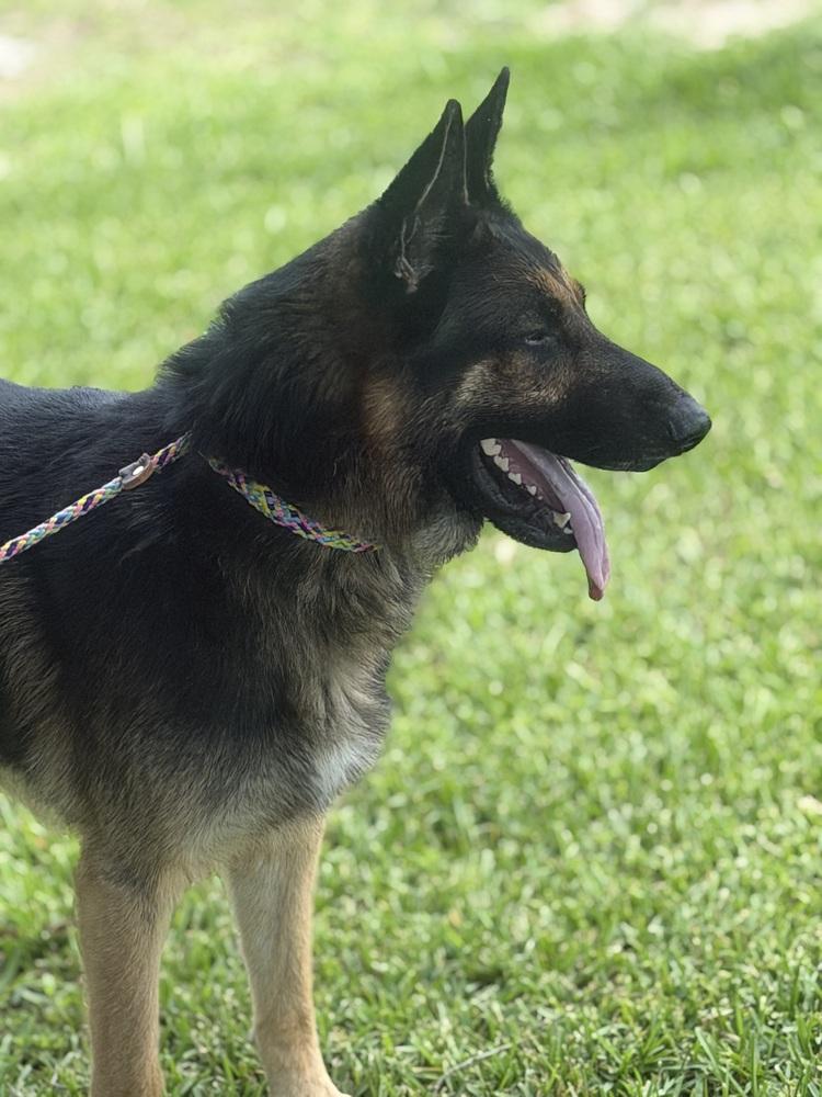 Clue, a Adoptable German Shepherd Dog in Houston, TX image 6/6
