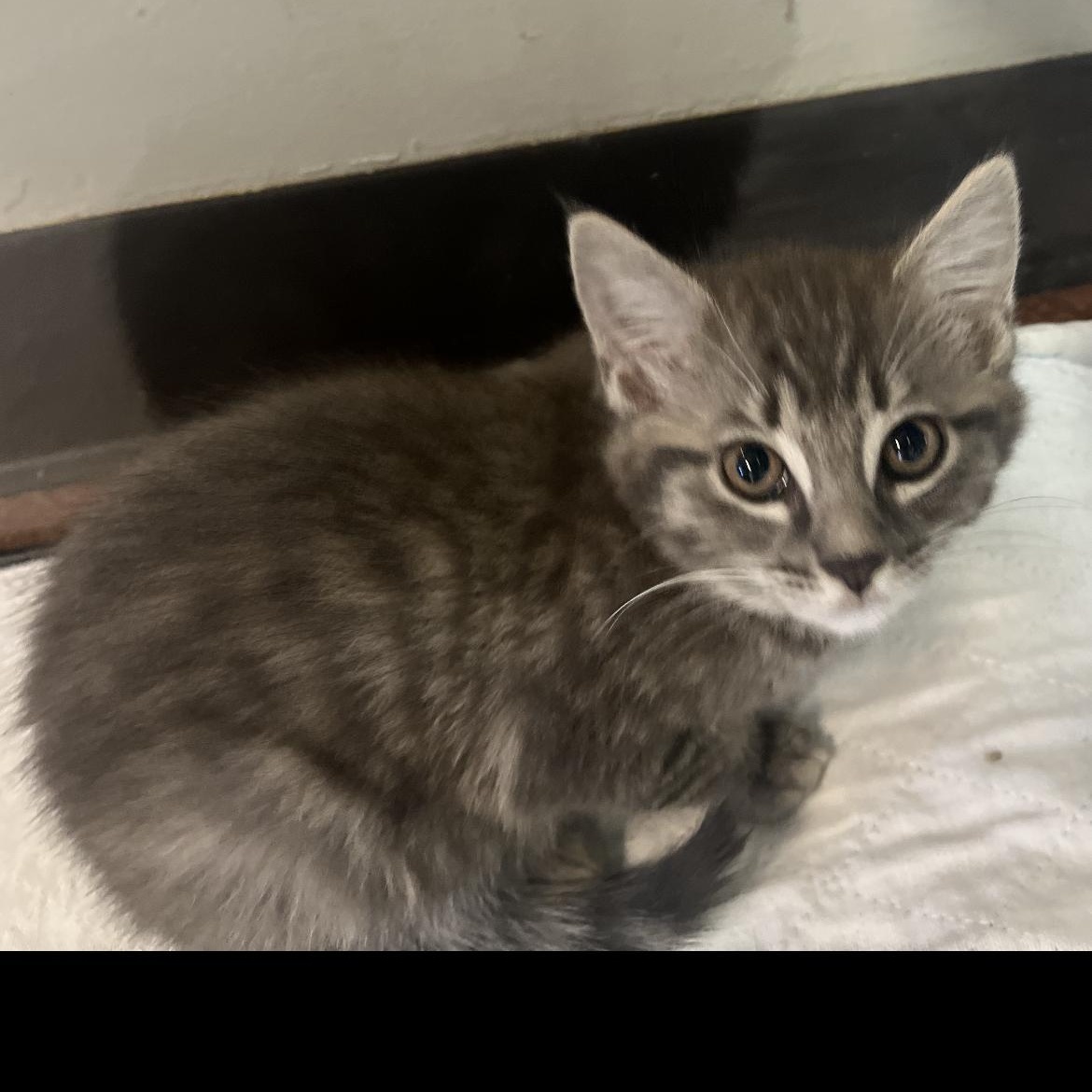 Enlarge Molly, a Adoptable Domestic Short Hair in Brockport, NY image 1/1