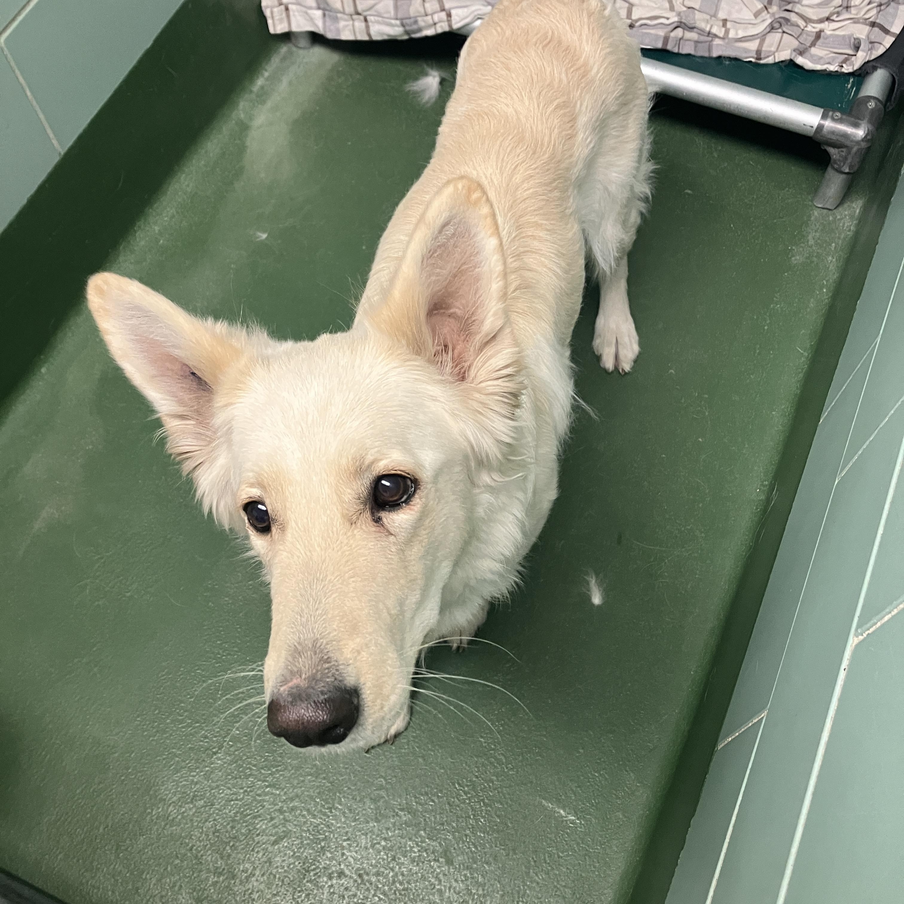 Liana, adoptable, Adult Female German Shepherd Dog.