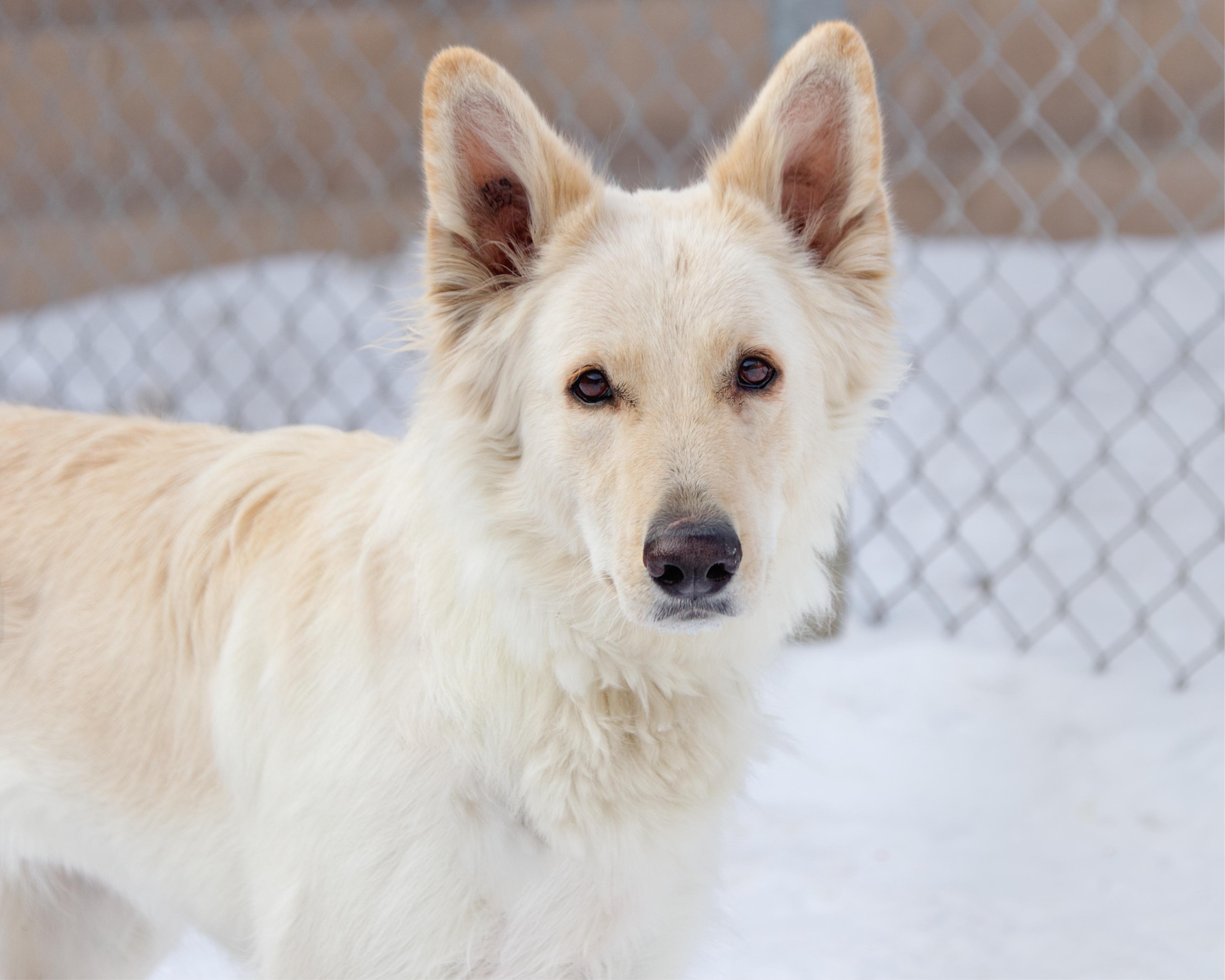 Liana, adoptable, Adult Female German Shepherd Dog.