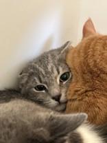 Stripes, a ADOPTABLE Domestic Short Hair in Hamilton, MT image 3/4