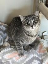 Stripes, a ADOPTABLE Domestic Short Hair in Hamilton, MT image 2/4