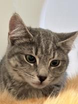 Stripes, ADOPTABLE, Young Female Domestic Short Hair.