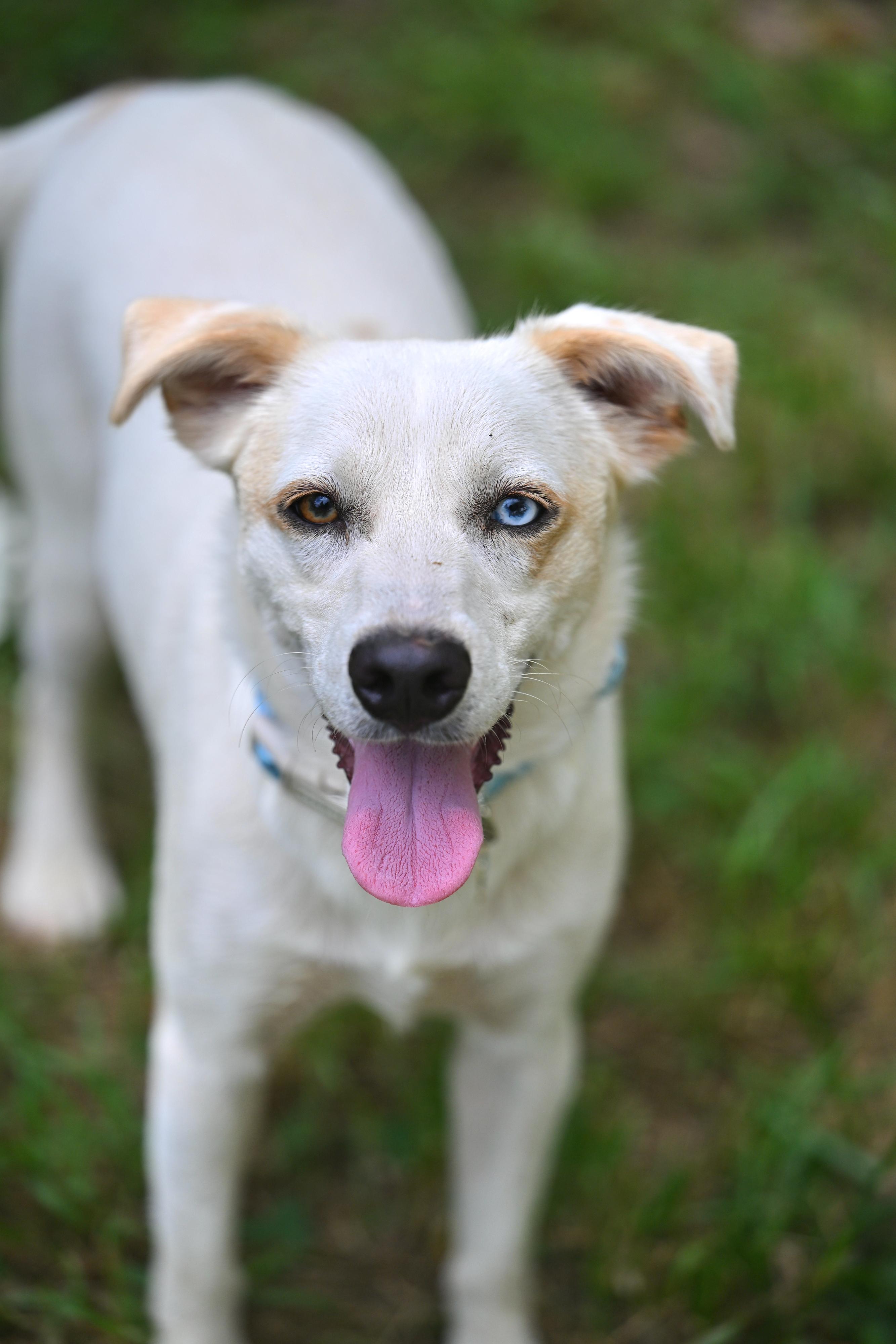 Balou, a Adoptable mixed breed in Essex, MD image 1/6