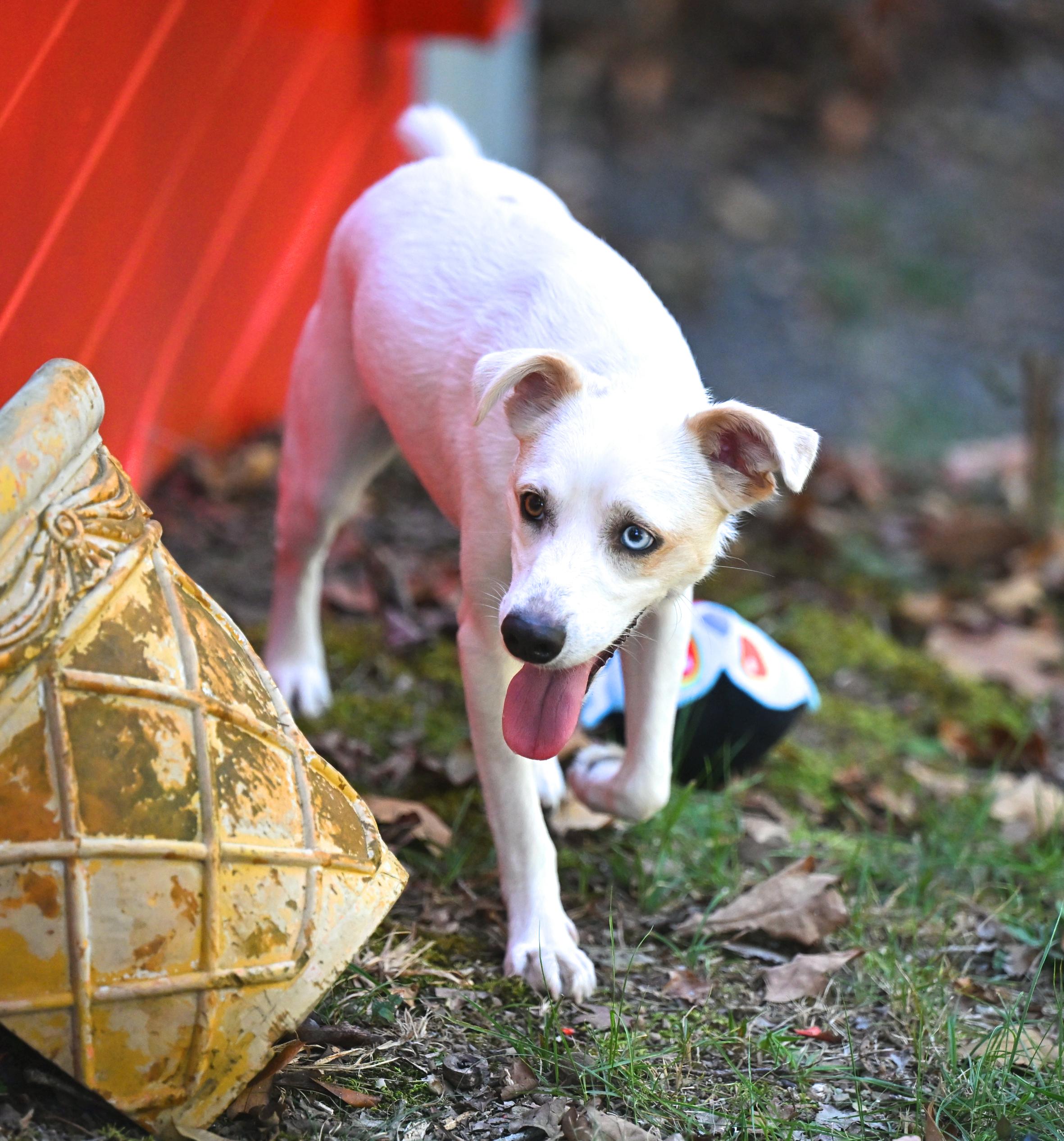 Enlarge Balou, a Adoptable mixed breed in Cumberland Center, ME image 6/6