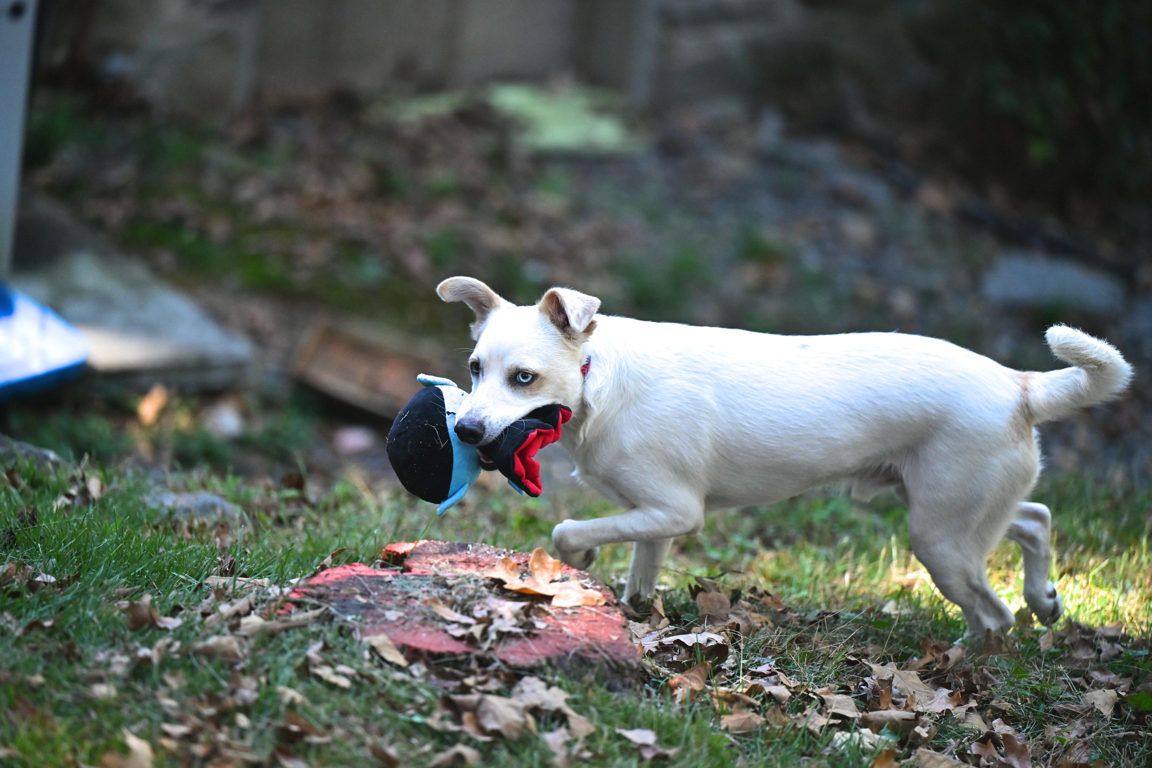 Enlarge Balou, a Adoptable mixed breed in Cumberland Center, ME image 5/6