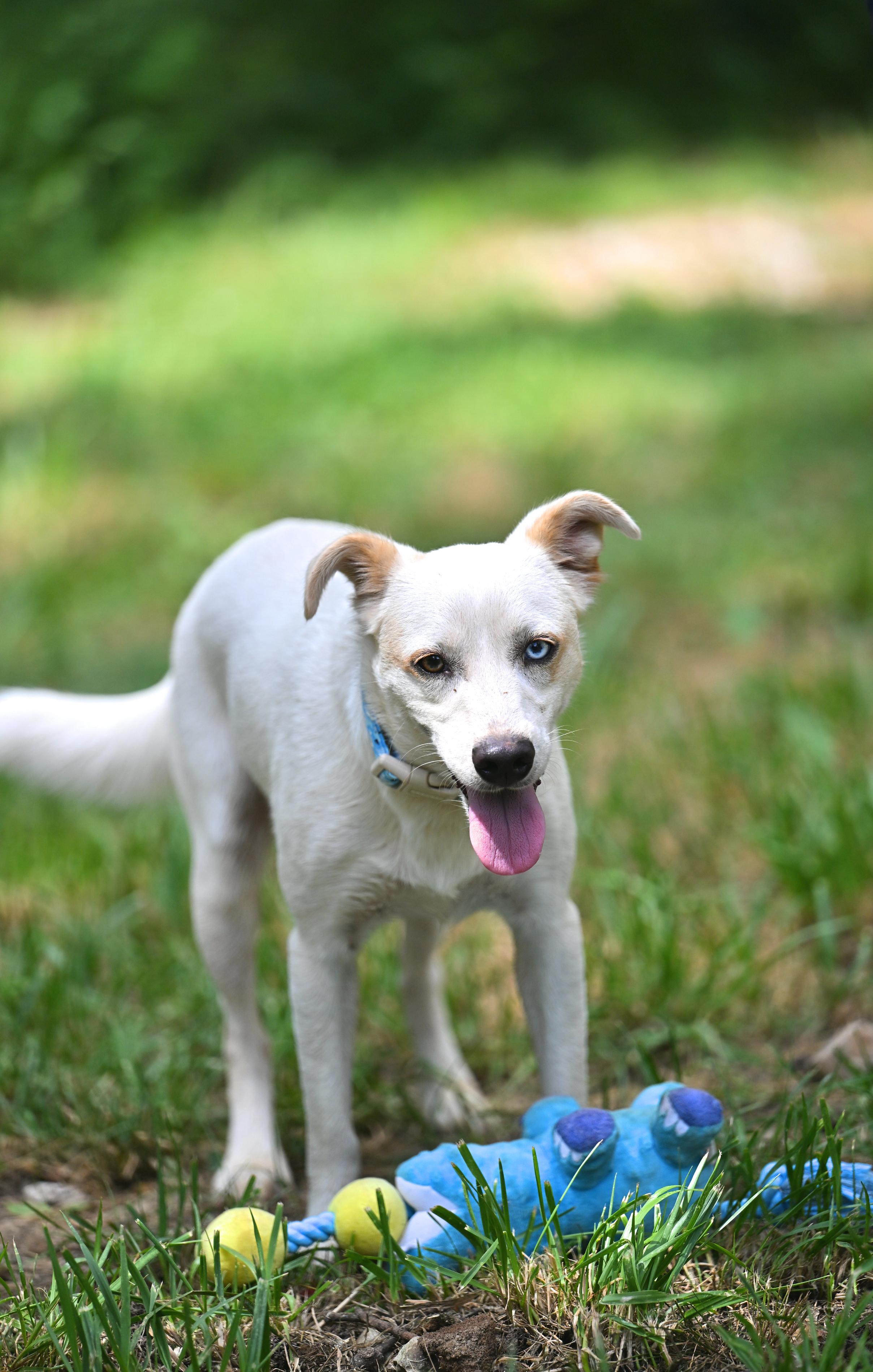 Balou, a Adoptable mixed breed in Essex, MD image 6/6