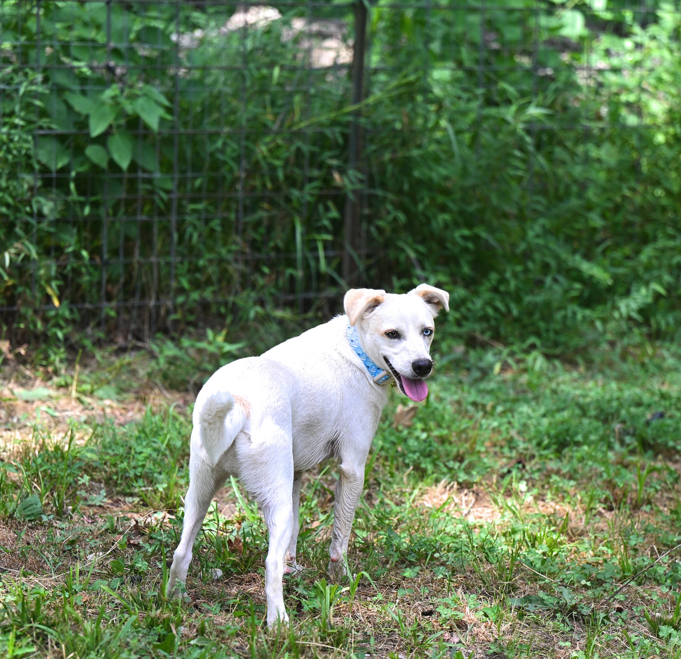 Balou, a Adoptable mixed breed in Essex, MD image 5/6