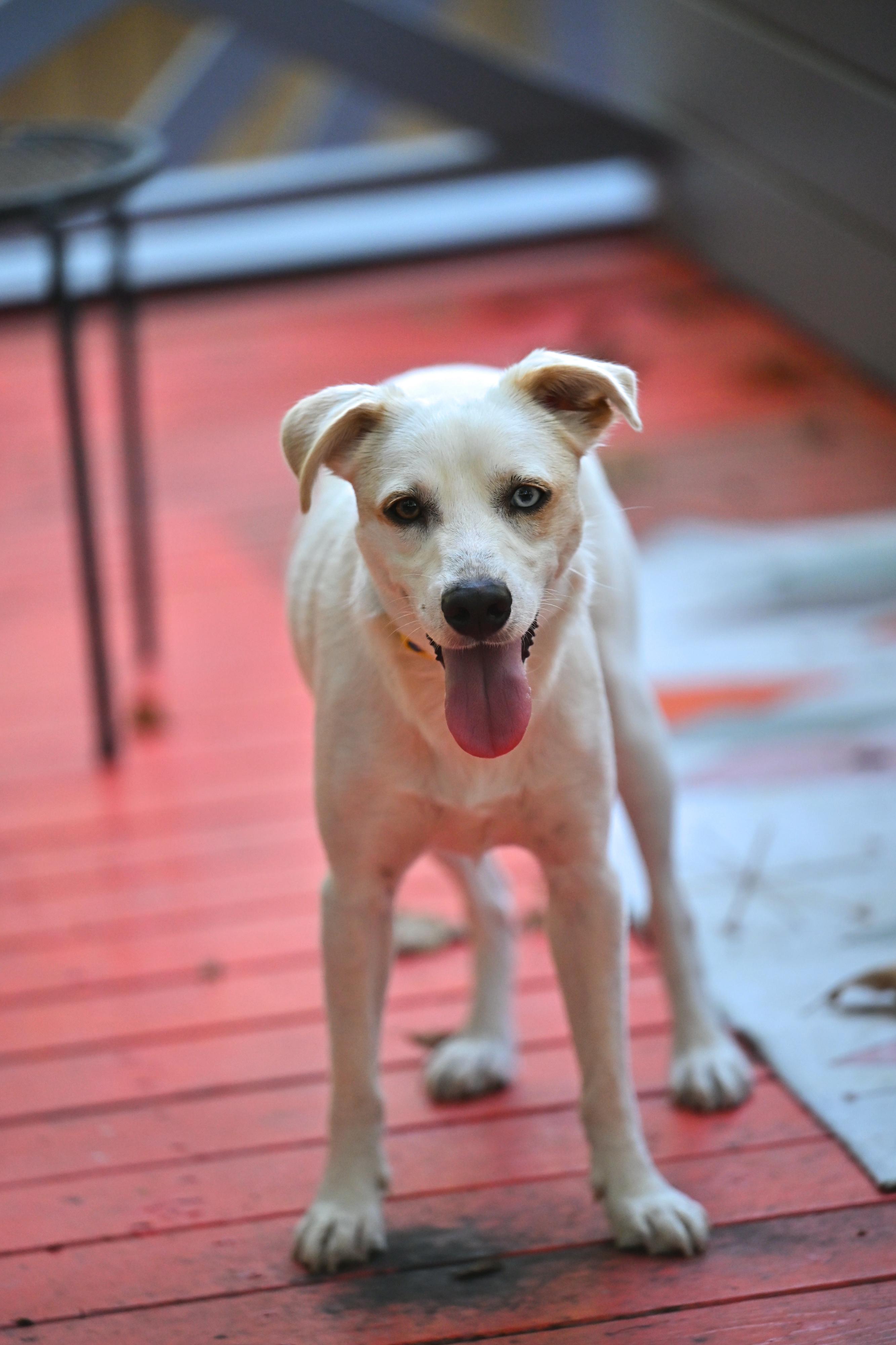 Enlarge Balou, a Adoptable mixed breed in Cumberland Center, ME image 3/6