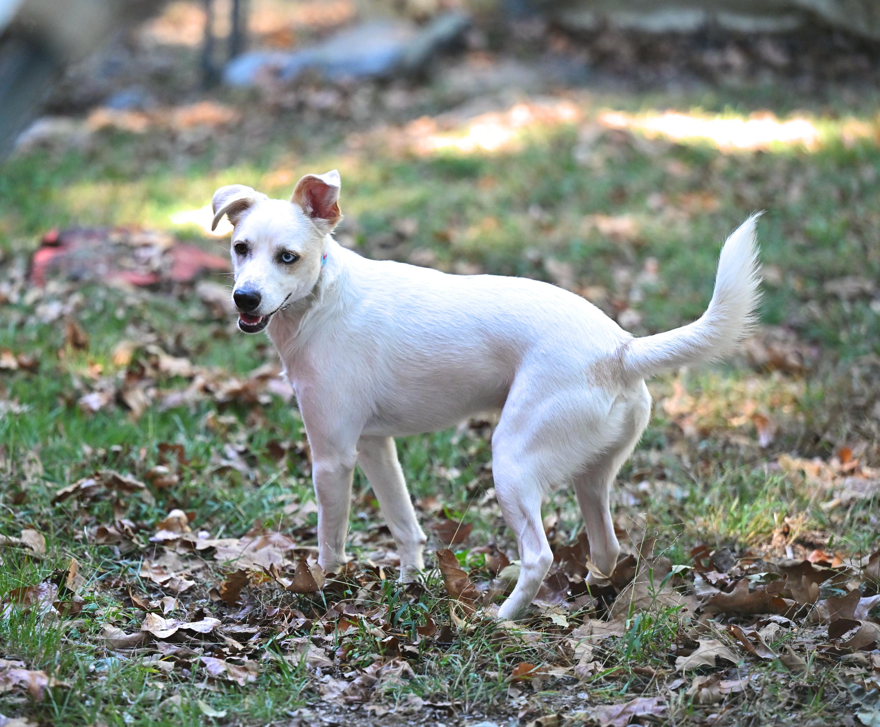 Enlarge Balou, a Adoptable mixed breed in Cumberland Center, ME image 4/6