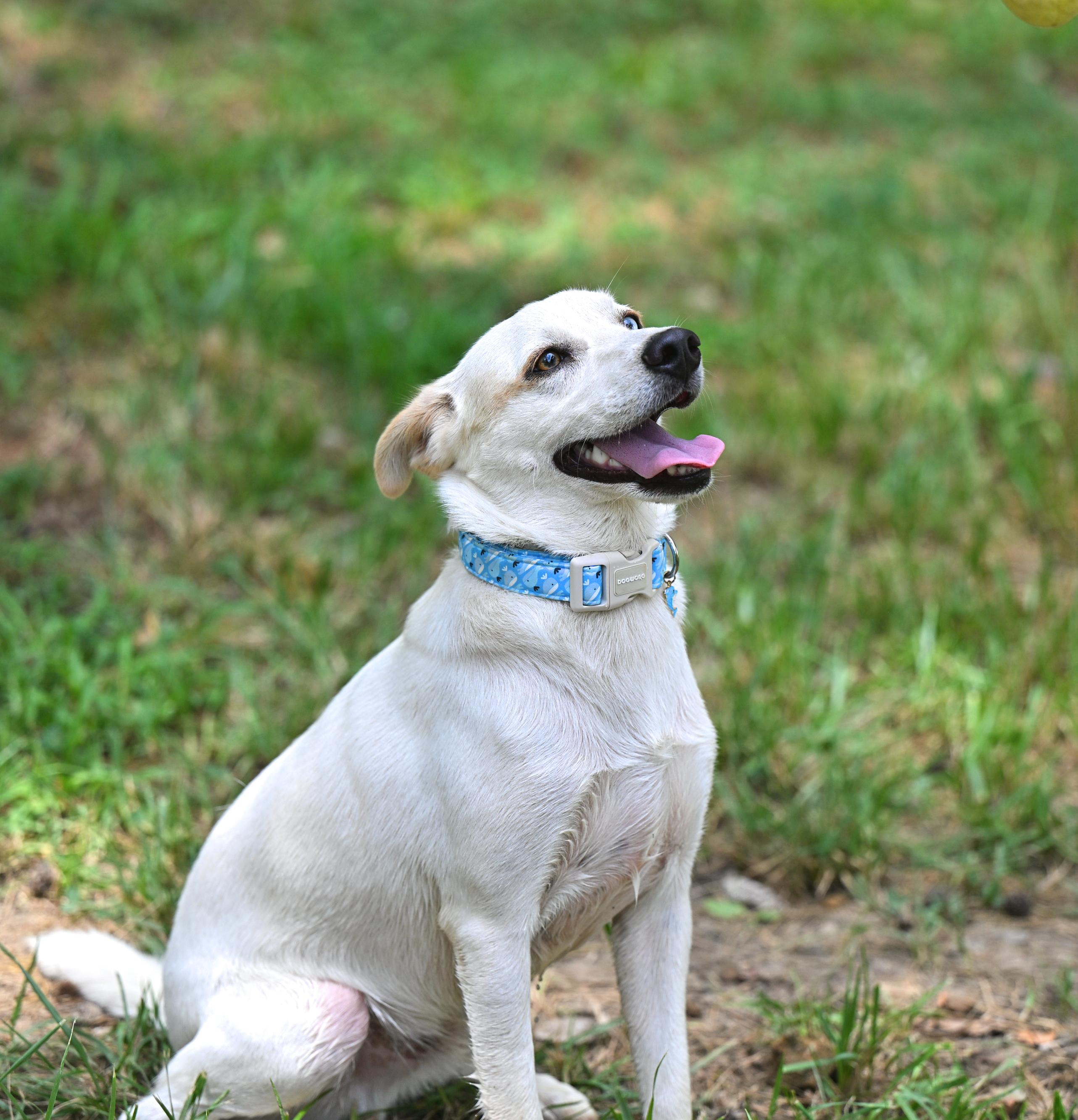 Balou, a Adoptable mixed breed in Essex, MD image 3/6