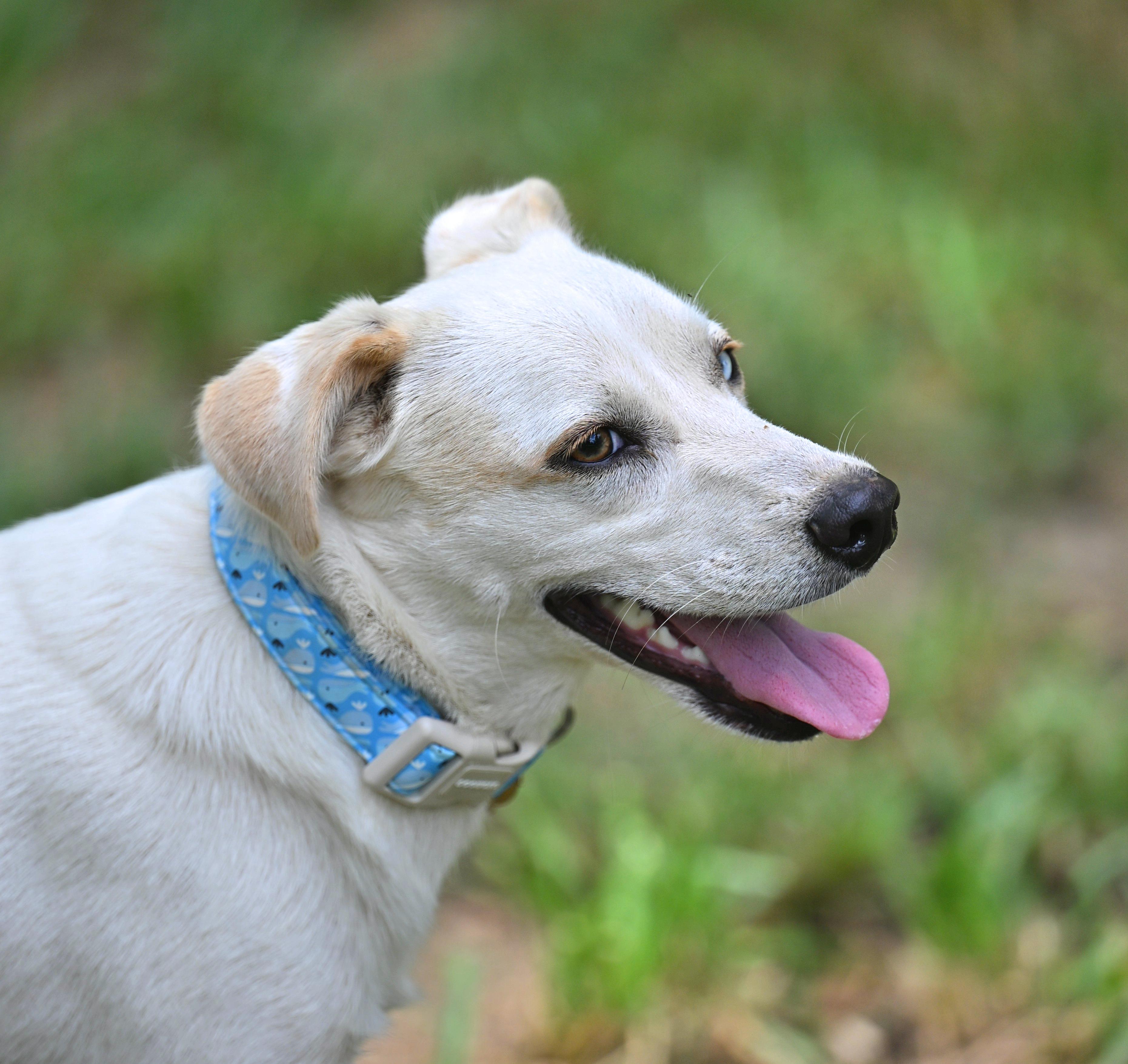 Balou, a Adoptable mixed breed in Essex, MD image 2/6