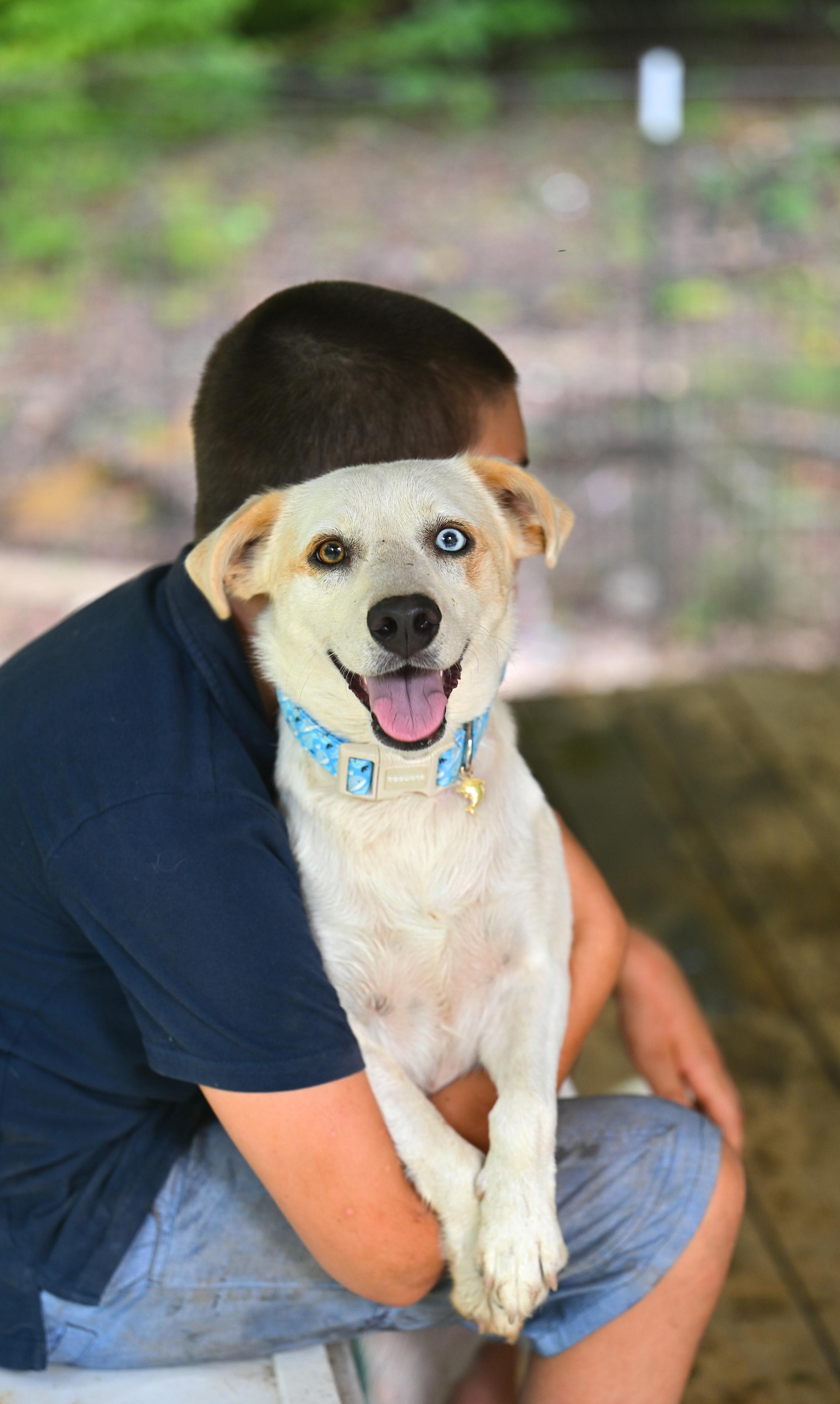 Balou, Adoptable, Young Male Siberian Husky & Beagle.