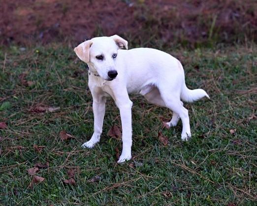 Balou, Adoptable, Puppy Male Terrier & Labrador Retriever.
