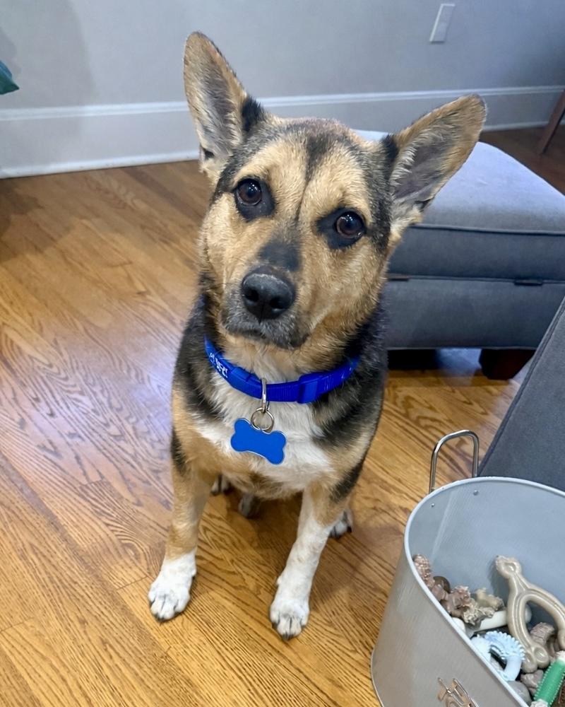Ohio, Adoptable, Senior Male Shepherd.