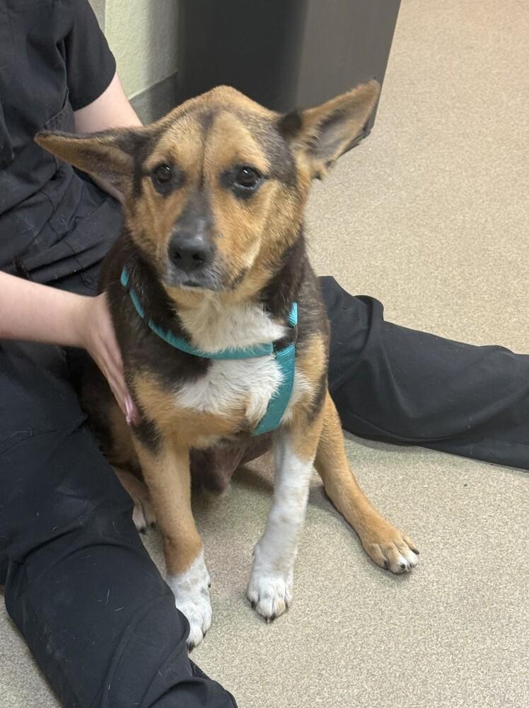 Ohio, a Adoptable mixed breed in Orlando, FL image 2/6