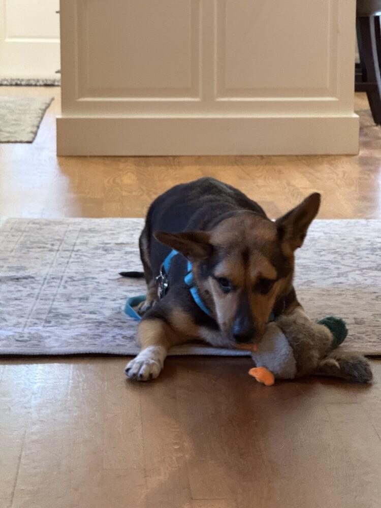 Ohio, a Adoptable mixed breed in Orlando, FL image 3/6