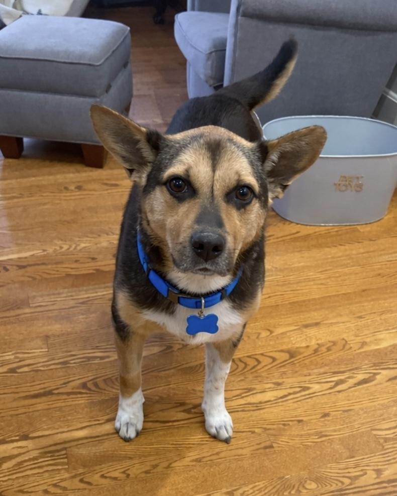 Ohio, a Adoptable mixed breed in Orlando, FL image 5/6