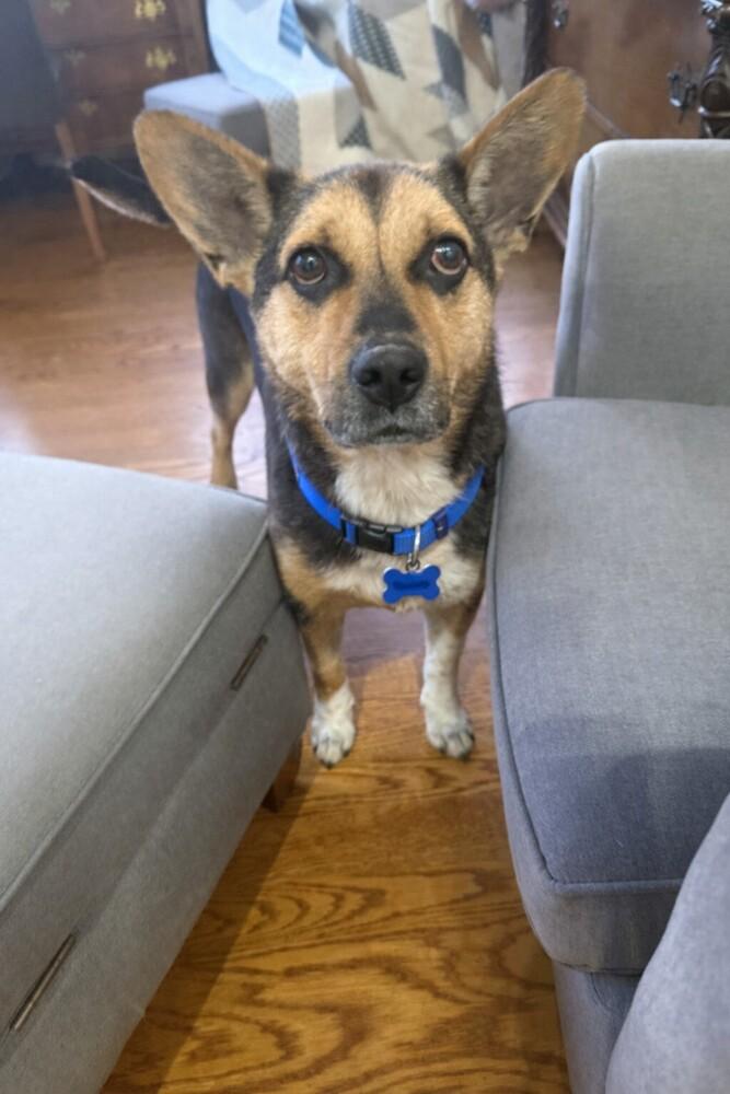 Ohio, a Adoptable mixed breed in Orlando, FL image 6/6