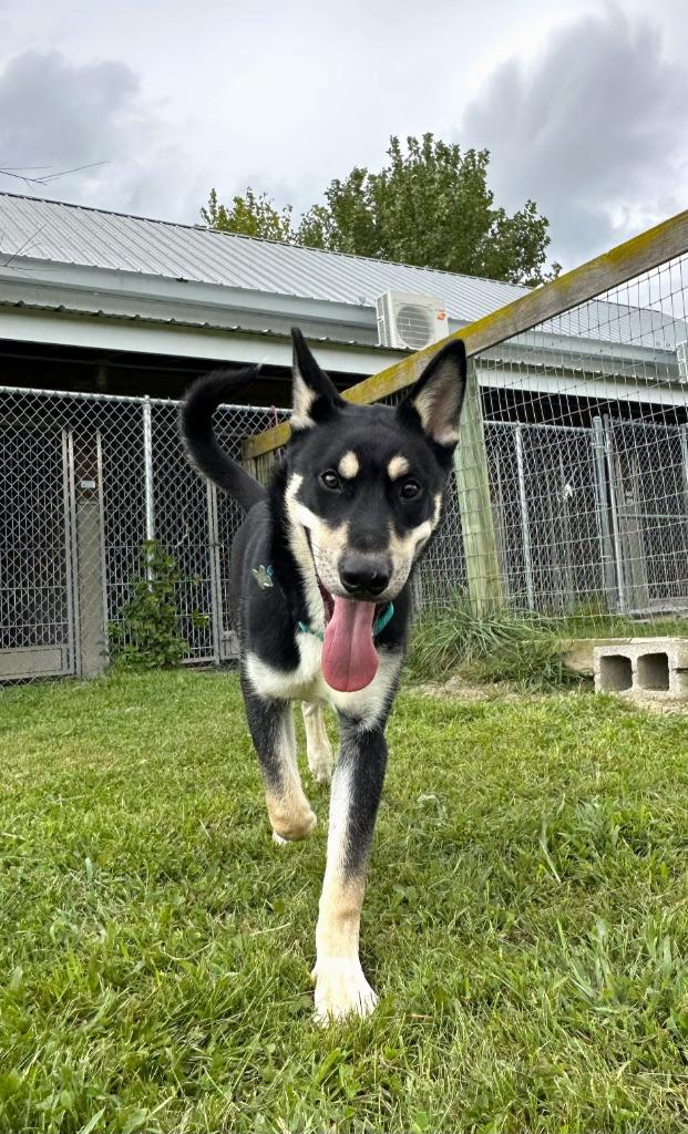 Bear, Adoptable, Puppy Male Shepherd & Husky.