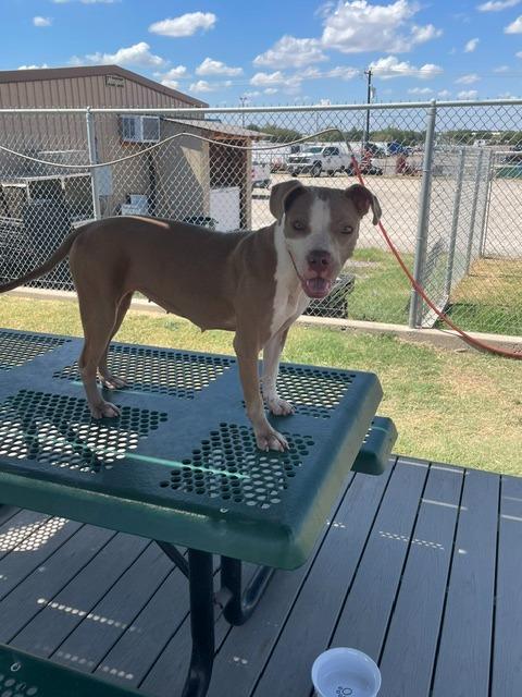 Phoebe, Adoptable, Puppy Female Mixed Breed.