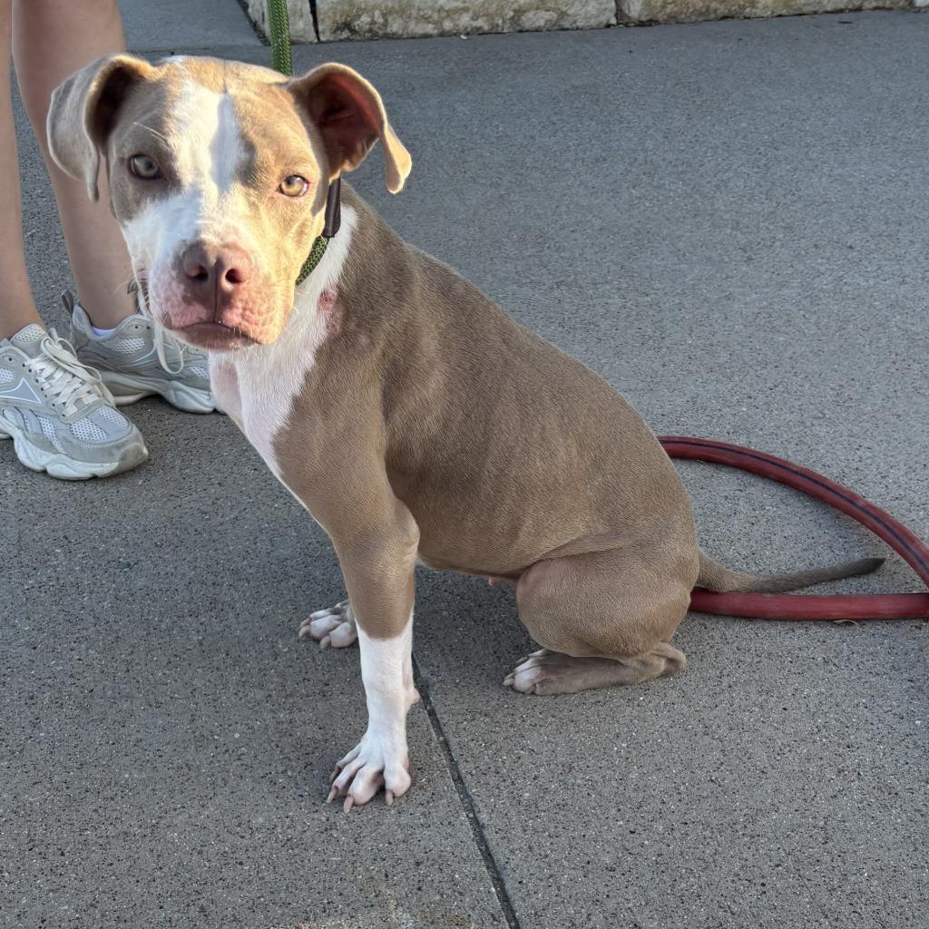 Enlarge Phoebe, a Adoptable mixed breed in Sunnyvale, TX image 2/4