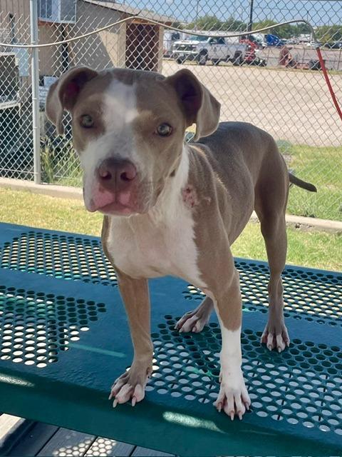 Enlarge Phoebe, a Adoptable mixed breed in Sunnyvale, TX image 3/4