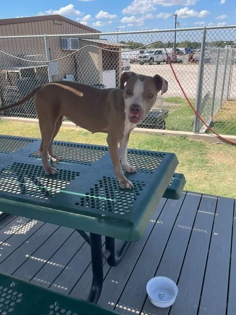 Enlarge Phoebe, a Adoptable mixed breed in Sunnyvale, TX image 4/4
