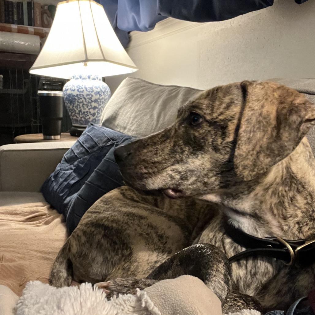 Tillie, Adoptable, Young Female Hound.