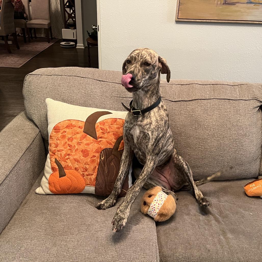 Enlarge Tillie, a Adoptable Hound in Dallas, TX image 2/6