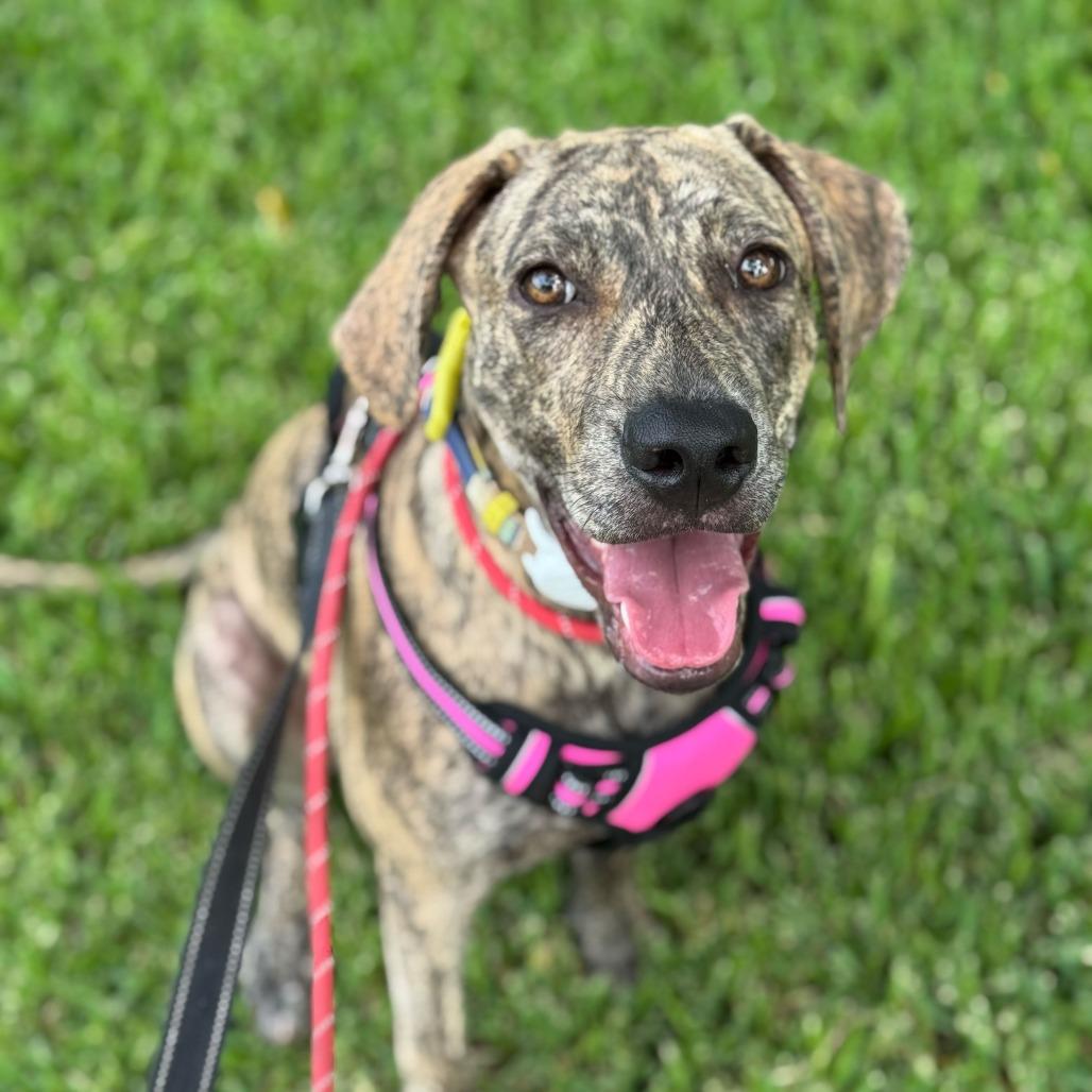 Tillie, Adoptable, Young Female Hound.