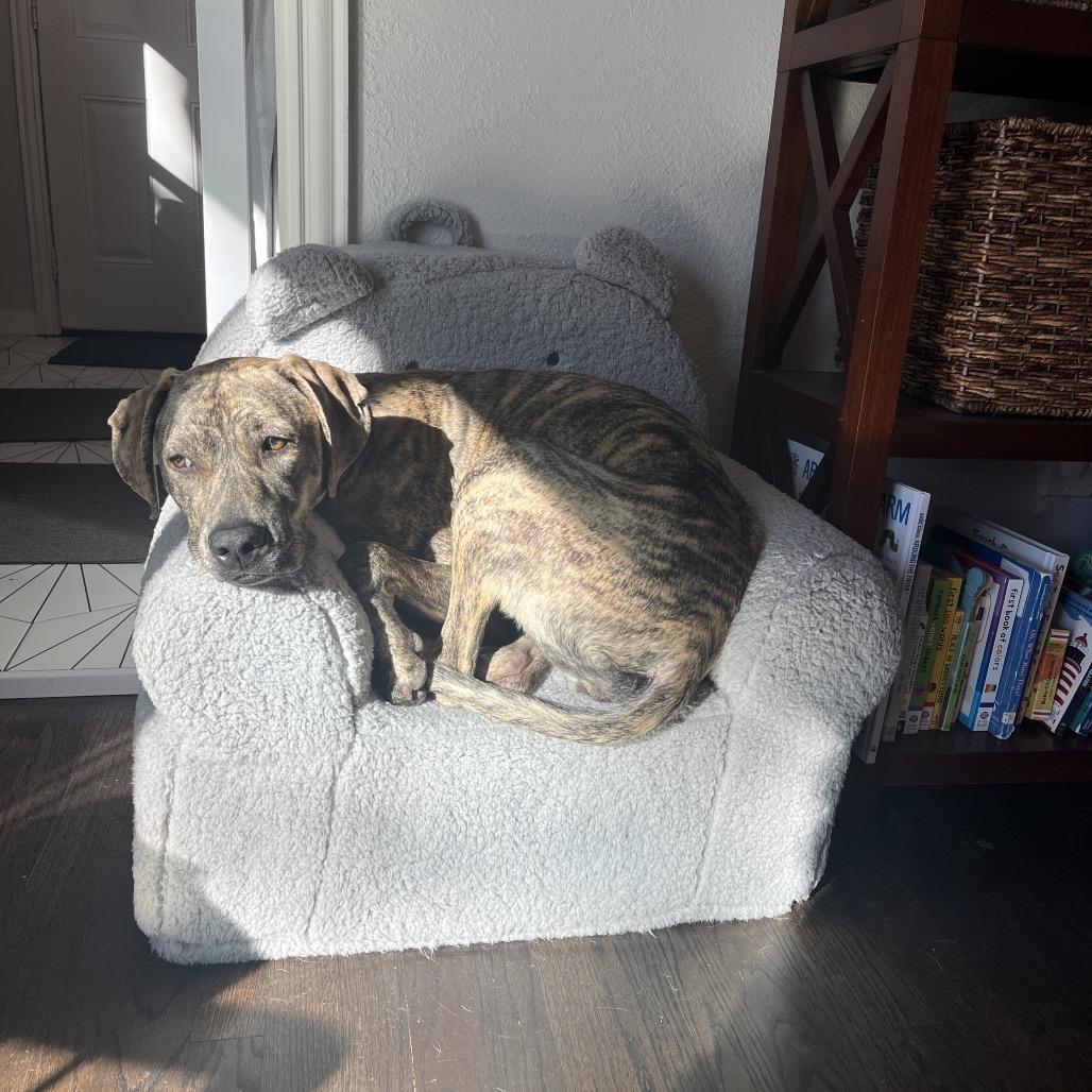 Enlarge Tillie, a Adoptable Hound in Dallas, TX image 2/6